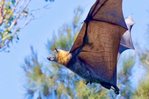 Sydney: Flying Fox Tour, Australia's Largest Bats Flying Fox Tour: Sydney's only Bat tour