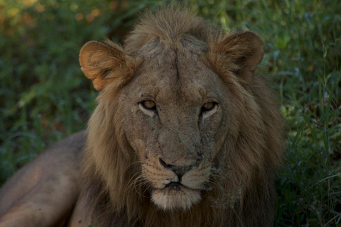 مغامرة لمدة 3 أيام من دار السلام إلى حديقة ميكومي الوطنية