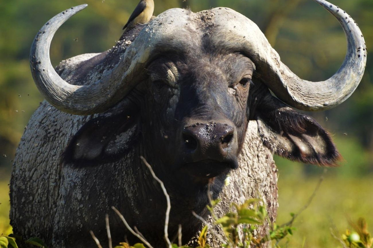 De Moshi: Safari económico de 7 dias com acampamento na Tanzânia