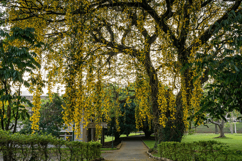 Excursão de um dia com tudo incluído em Kandy