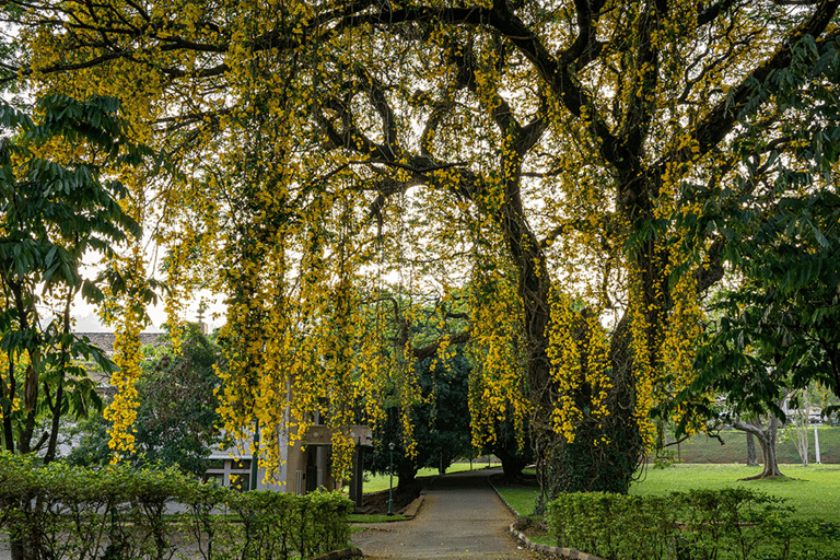 Excursão de um dia com tudo incluído em Kandy
