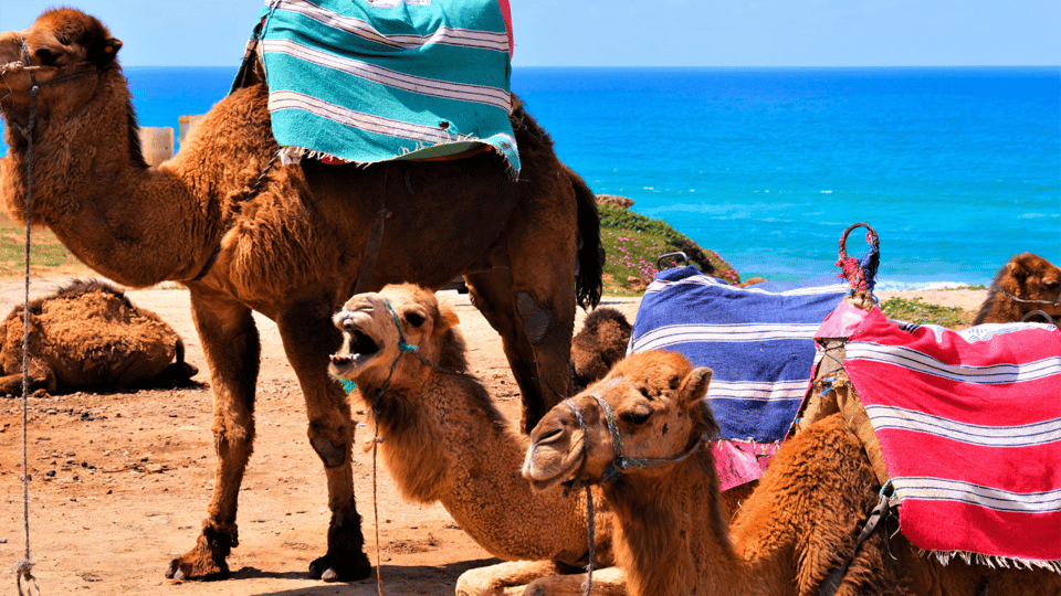 Tangier Day Adventure From Casablanca GetYourGuide