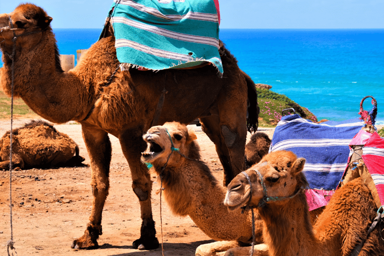 Tangier Day Adventure: From Casablanca