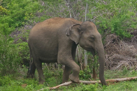 Jednodniowa wycieczka na safari w Yala z Bentota/Aluthgama/Ahungalla