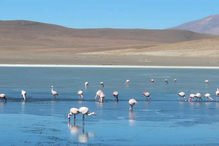 Från San Pedro de Atacama: 3-dagars Uyuni Salt Flat Tour