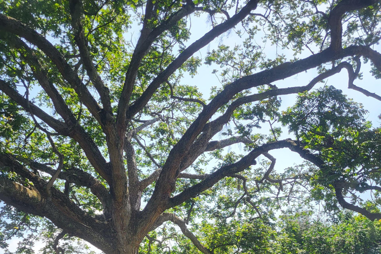 Entebbe: Botanical Gardens & Lake Victoria Water Sports Tour