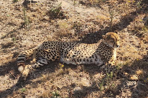 From Johannesburg: Lion & Safari Park Guided Game Drive