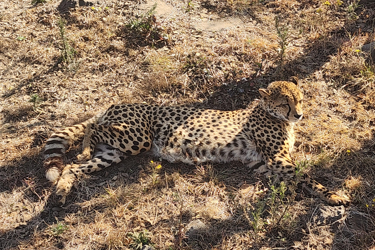 From Johannesburg: Lion & Safari Park Guided Game Drive