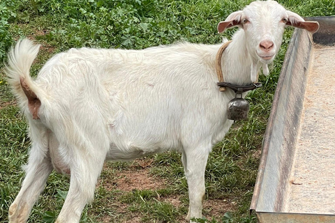 Kalamata: Farm-to-Table Experience with Cooking