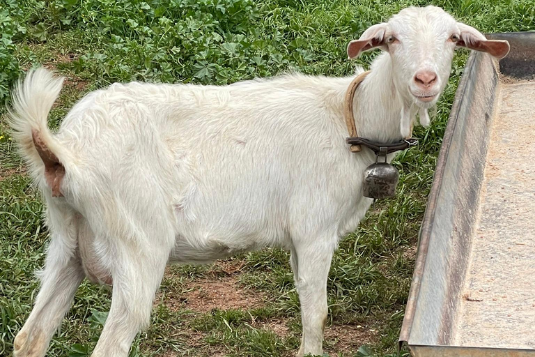 Kalamata: Farm-to-Table Experience with Cooking