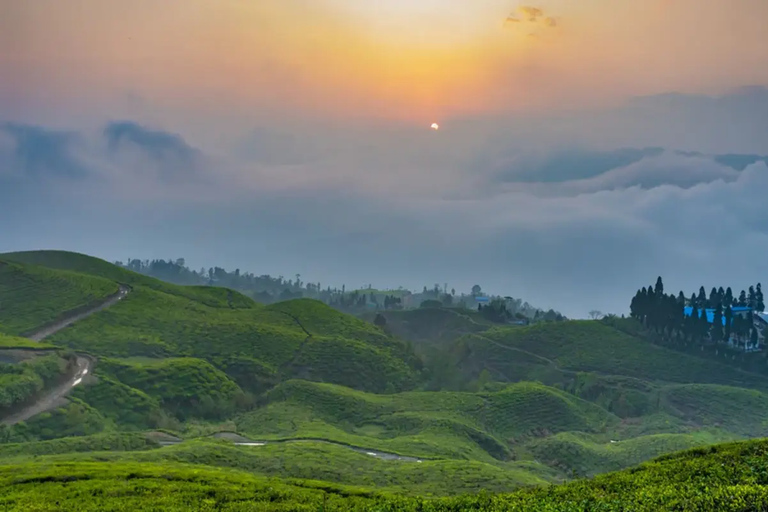 Day as a Tea Farmer in Ilam: Life in Nepal’s Green Tea Hills