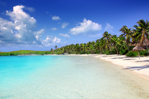 Cancun: Whake Shark Sightseeing, visit Isla Mujeres & Contoy