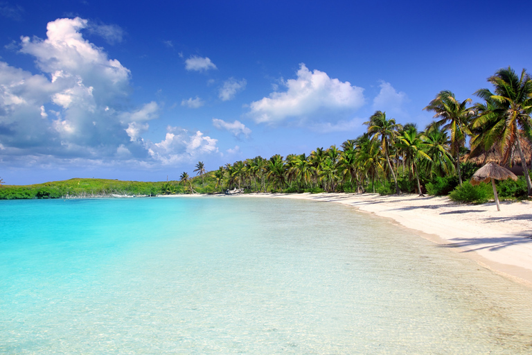 Cancun: Whake Shark Sightseeing, visit Isla Mujeres & Contoy