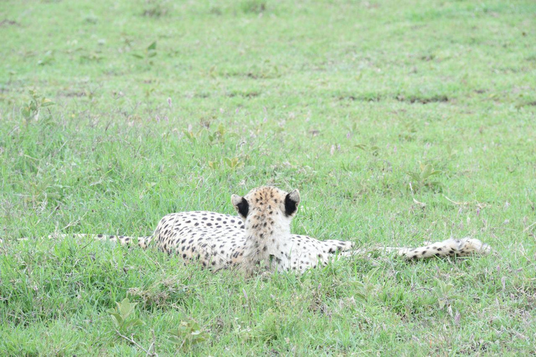 3-Day Safari to Serengeti and Ngorongoro Crater