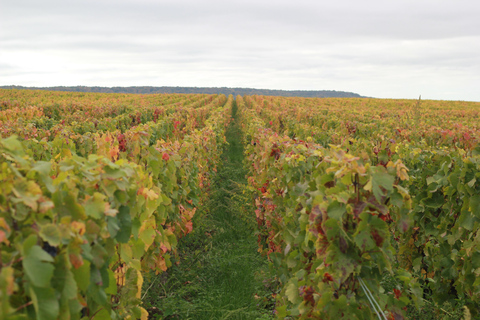 Reims: Vineyard tour and tasting of Grands Crus champagnes Reims: Visit the vineyards and taste Grands Crus Champagne