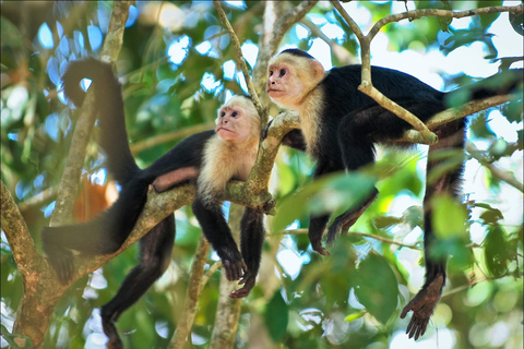 Manuel Antonio: De 5 bästa sakerna att göra Alla resor-Costa Rica