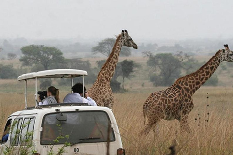 Nairobi nationalpark David Sheldrick Giraffcenter