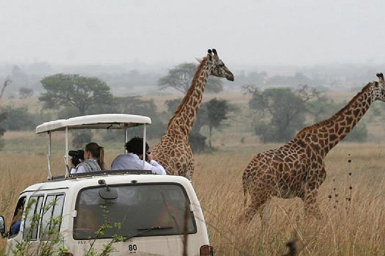 Nairobi nationalpark David Sheldrick Giraffcenter