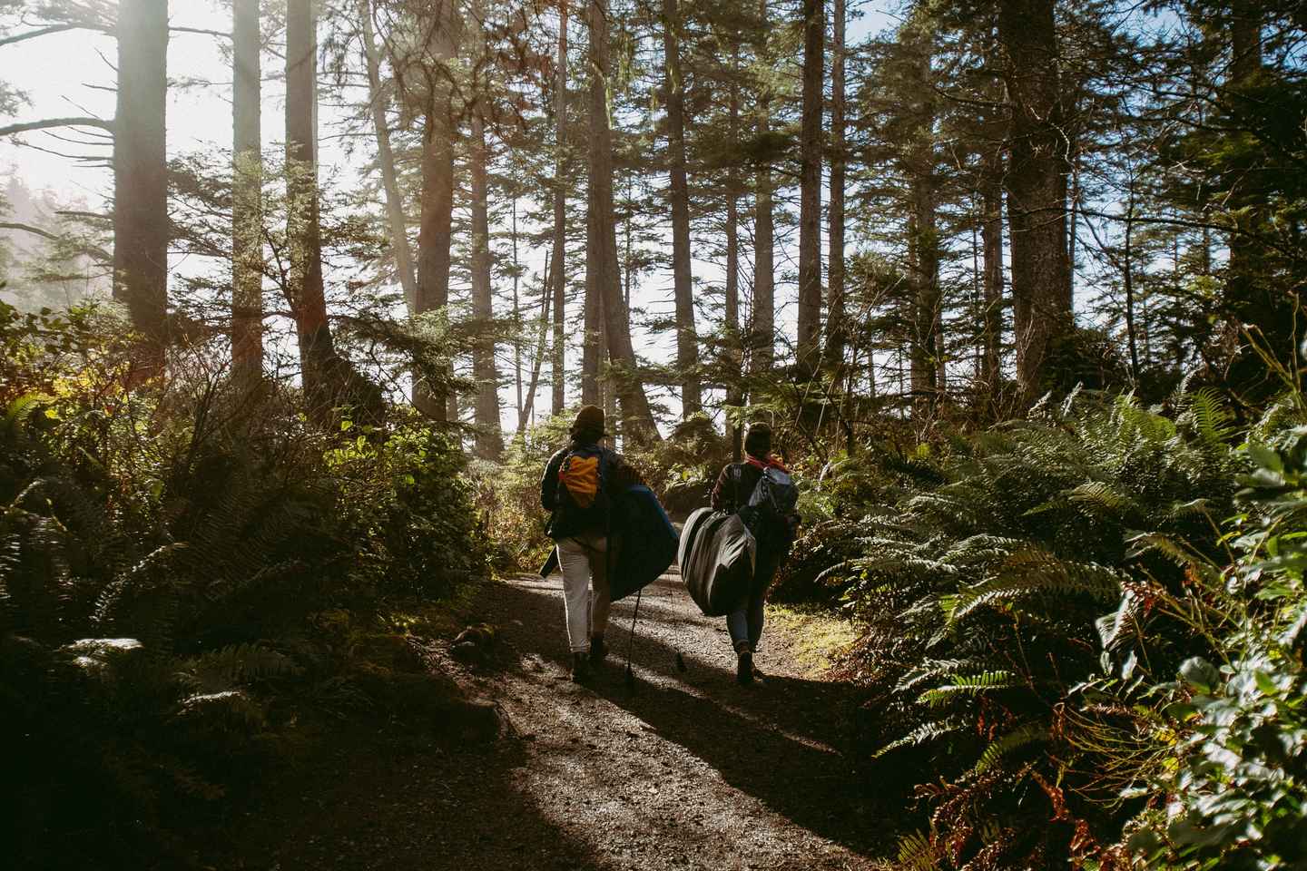 Cape Town: Beginners Forest Walk - Cape Town: Beginners Forest Walk
