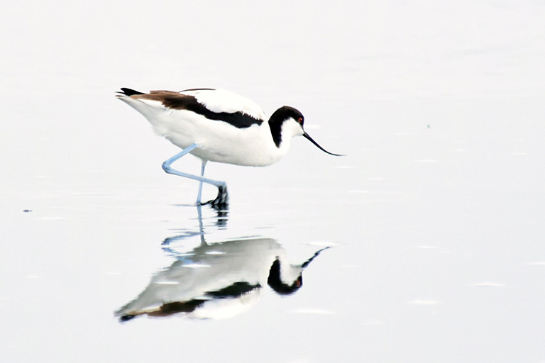 Walvis Bay: Vogelbeobachtung und Fotografie Tour