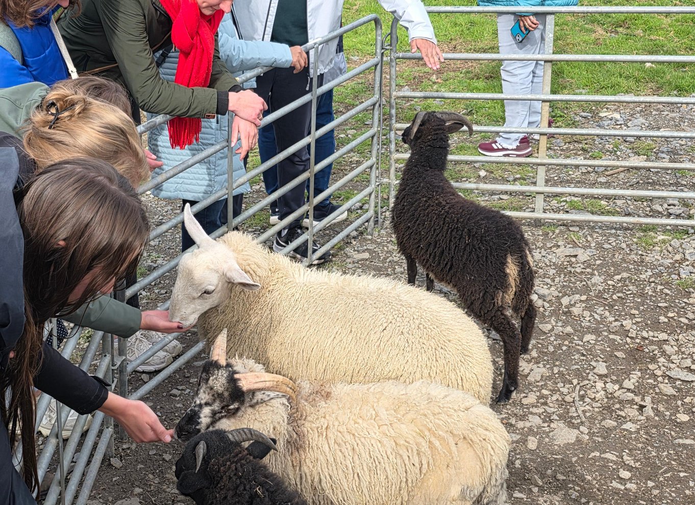 Wicklow: Hyrdeoplevelse og fårehundedemonstration