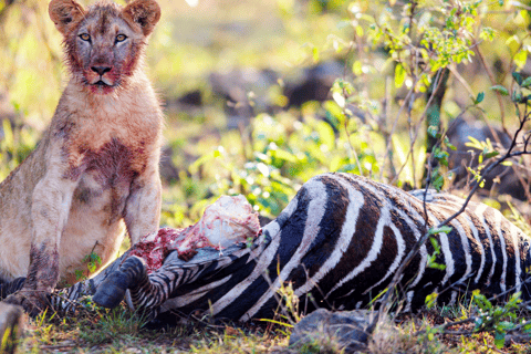 Parco dei leoni e dei safari: Un&#039;avventura nel cuore della naturaSafari guidato di 3 ore