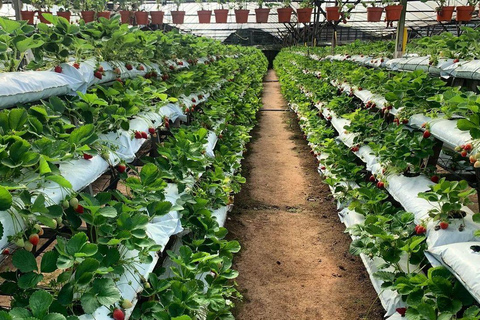 From Penang: Cameron Highlands Refreshing Private Day Tour