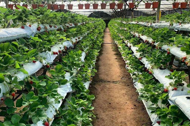 From Penang: Cameron Highlands Refreshing Private Day Tour