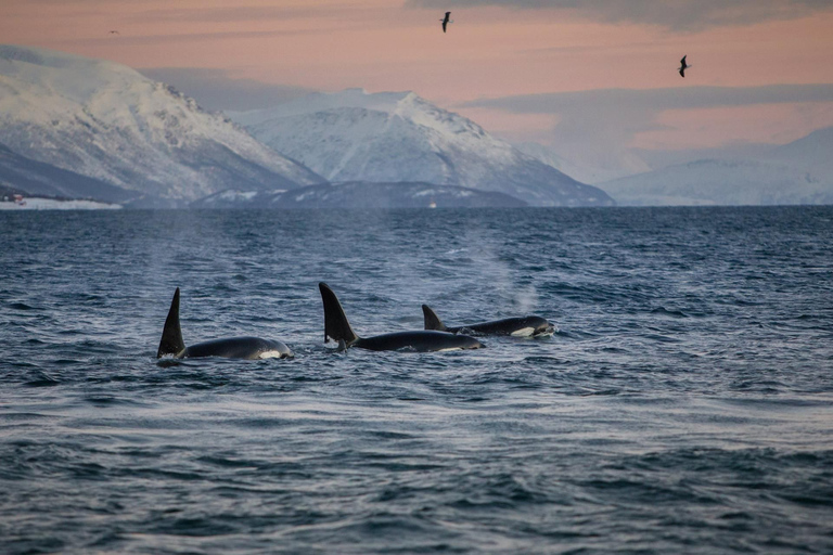 Von Tromsø aus: Walbeobachtungs-Safari auf dem Hochgeschwindigkeits-Katamaran