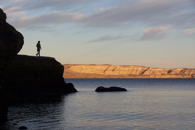 From Puerto Madryn: Full-Day Valdes Peninsula Tour