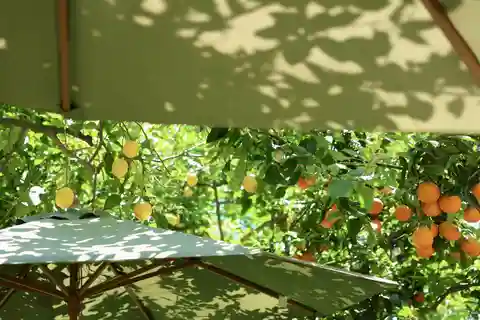 Von Neapel aus: Sorrento Lemon Grove Guided Tour