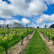 Auckland：Kumeu Wine Tasting & Local Flavours Tour