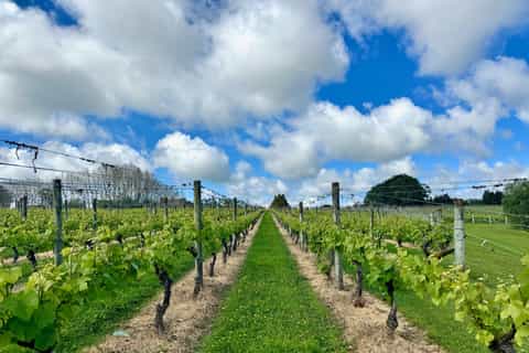 Auckland:Kumeu Wine Tasting & Local Flavours Tour - Image 3