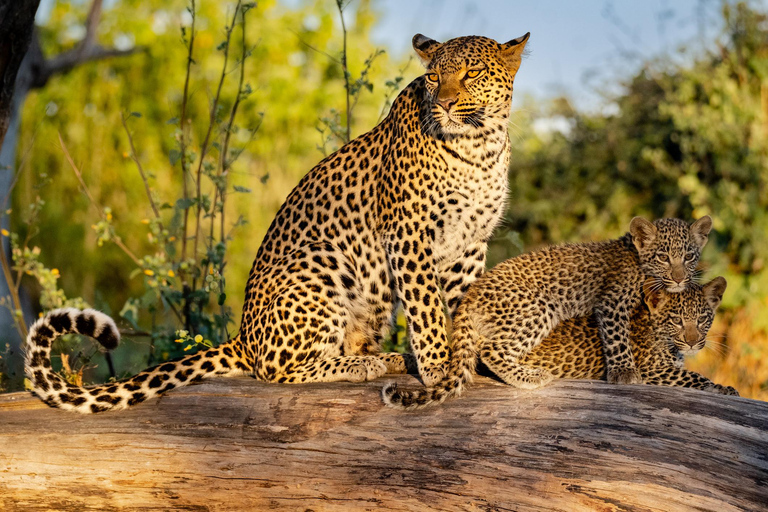 Yala & Bundala Both National Parks: One Day Safari Tour Pick up & Drop off: Yala/Tissa/Kataragama/Kirinda/Weerawila