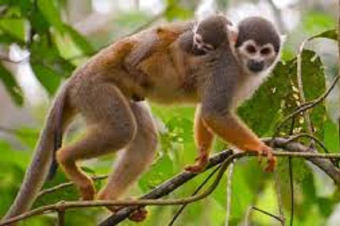 3-Day Amazon Expedition: Jungle, River & Wildlife Tour