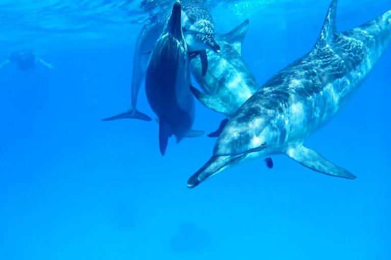 Marsa Alam: Sataya Reefs Delphin, Schnorcheln und Mittagessen