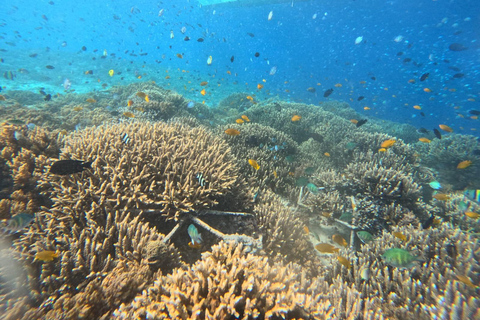 Depart Gili Air: Gili Islands Shared Snorkeling with Turtle Depart Gili Air: Half Day Shared Snorkeling Swim With Turtle