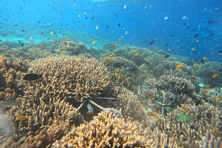 Depart Gili Air: Gili Islands Shared Snorkeling with Turtle Depart Gili Air: Half Day Shared Snorkeling Swim With Turtle