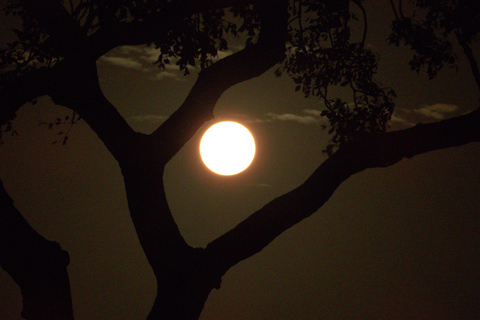 Budget Kruger &amp; Panorama meerdaagse tour vanuit Johannesburg5-daagse budgetreis naar Kruger &amp; Panorama