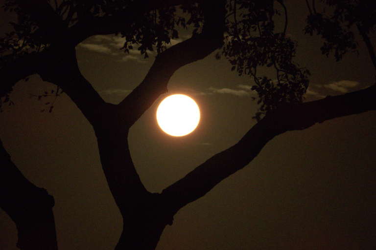 Budget Kruger &amp; Panorama meerdaagse tour vanuit Johannesburg5-daagse budgetreis naar Kruger &amp; Panorama