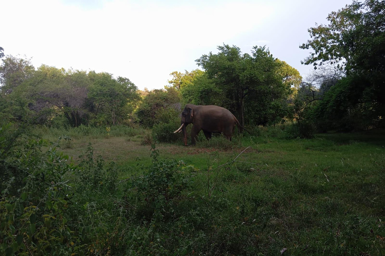 Minneriya: Morning Jeep Safari with Hotel Pickup and Drop-of