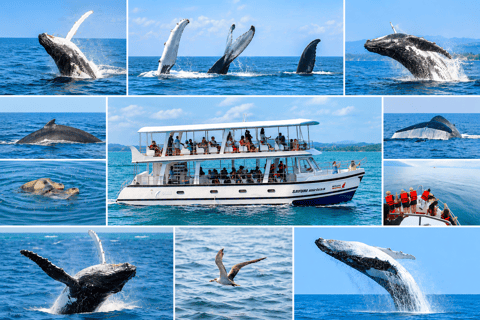 Mirissa: Whale and Dolphin Watching Cruise with Breakfast WITH Entry Ticket (Tour Entry Ticket INCLUDED)