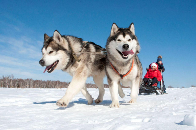 Levi: 2 km Husky Sled Ride in the Wilderness Levi: Winter Husky Journey & Puppy Playtime