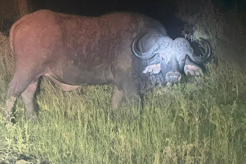 Nairobi National Park Night Safari with Armed Rangers