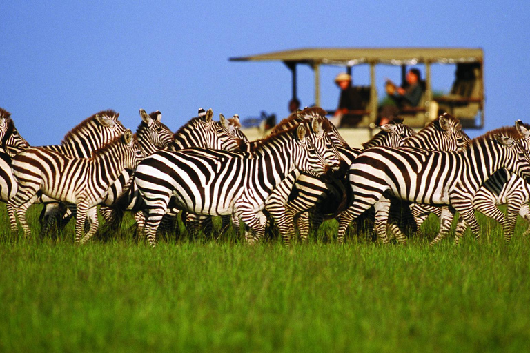 Kilimanjaro: 3-Day Serengeti and Ngorongoro Safari Tour