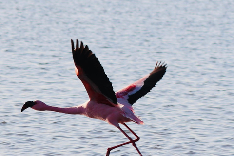 10 Days Taste of Namibia | Auto Tour Camping