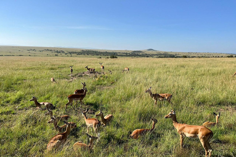 From Nairobi: Private 3-Day Masai Mara Big Five Game Drive