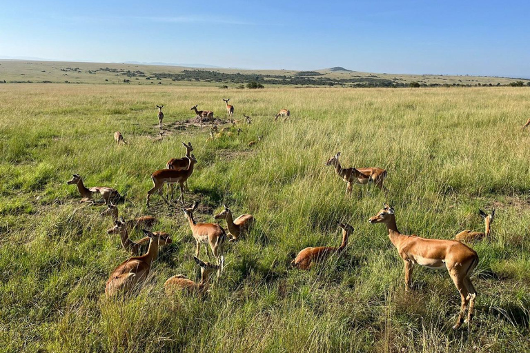 From Nairobi: Private 3-Day Masai Mara Big Five Game Drive