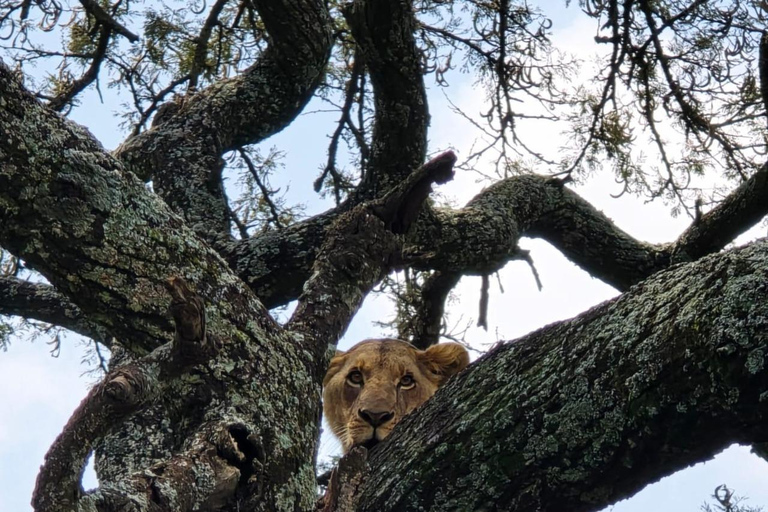Parque Nacional de Nairobi Privado: Excursão de meio dia com safáriParque Nacional de Nairobi: Tour particular em van com teto aberto