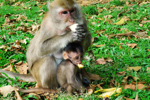 Khao Sok Jungle Day Trip - Jungle Trekking & Bamboo Rafting